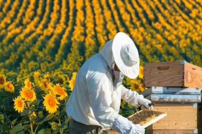 Apicultura-y-agricultura