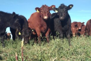 LIAF Control certifica con Sello Grass Fed