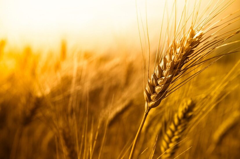 LifyWheat