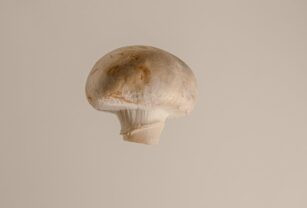 champiñón