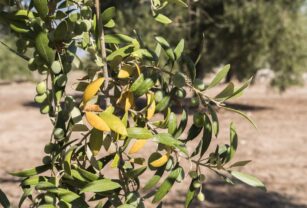 olivos