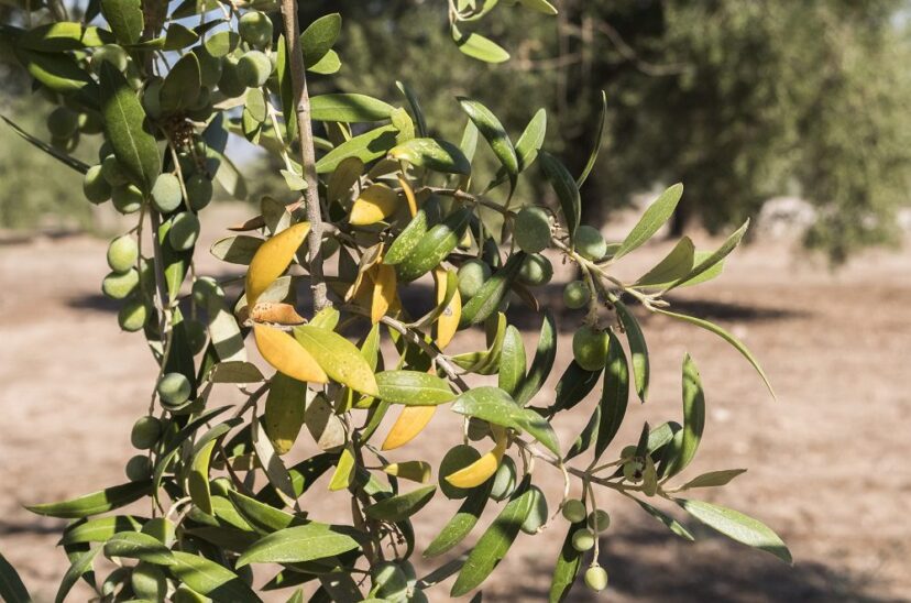 olivos
