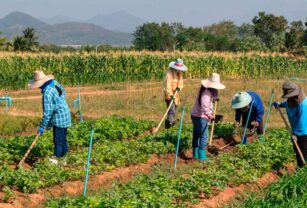 Seguridad-alimentariaFAOOCDE