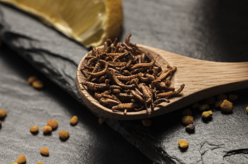 insectos-comestibles