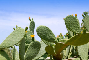 Nopal