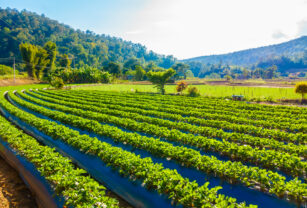 agricultura