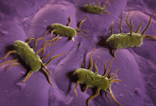 listeria