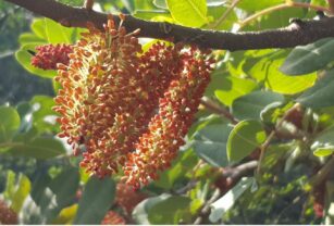 algarroba