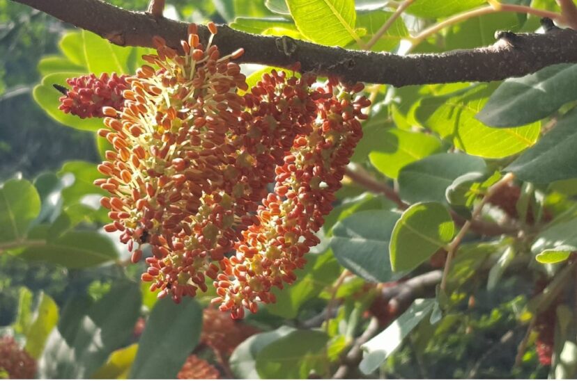 algarroba