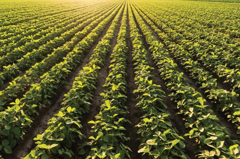 sistemas agroalimentarios