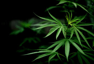 suplementos-cannabis