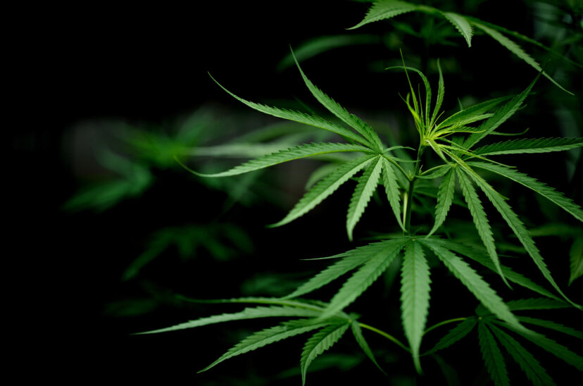 suplementos-cannabis