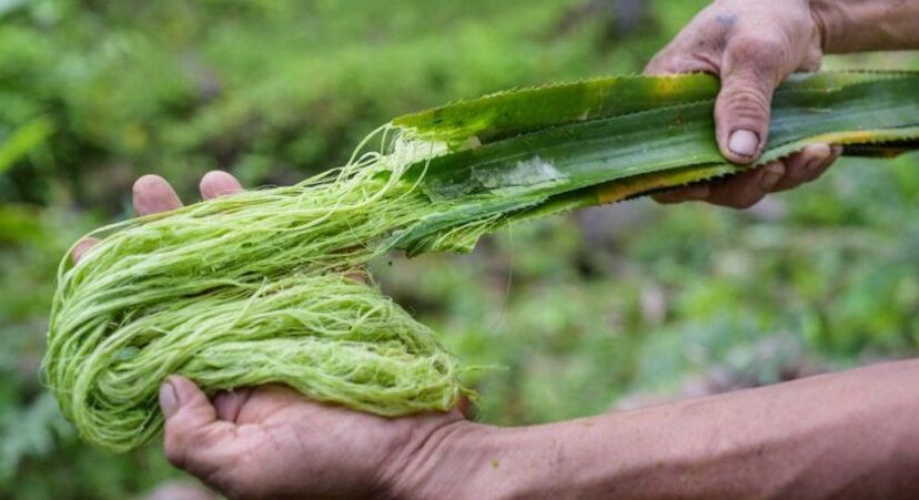 Fibra de piña