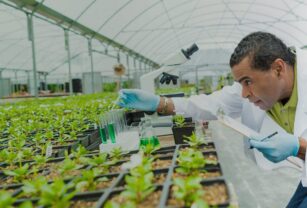 mejoramiento genético de alimentos