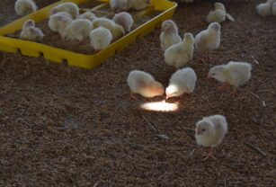 gallinas-orgánicas