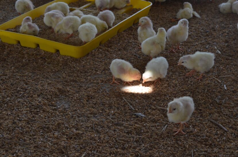 gallinas-orgánicas