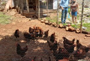 huevos-gallina-libre