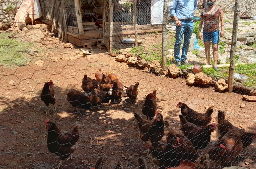 huevos-gallina-libre