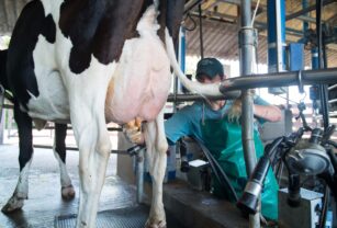 producción de leche