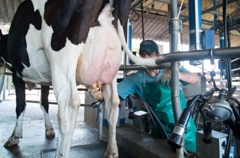 producción de leche