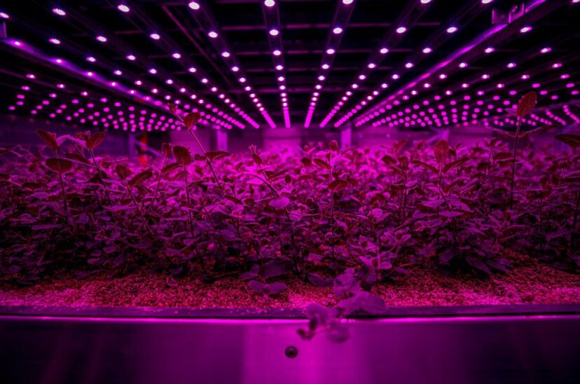Future Crops vertical farm 1