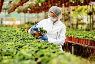 La biotecnología en la agricultura