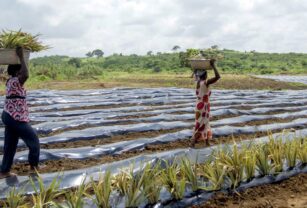 Plasticos contaminan suelos agrícolas