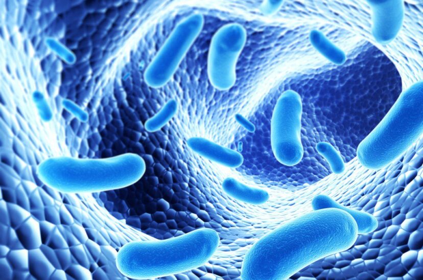 bacterias lácticas