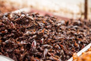 Insectos