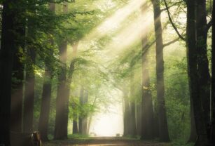Bosques