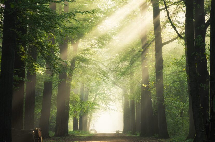 Bosques