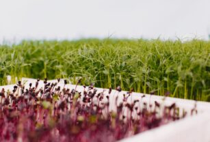 Microgreens