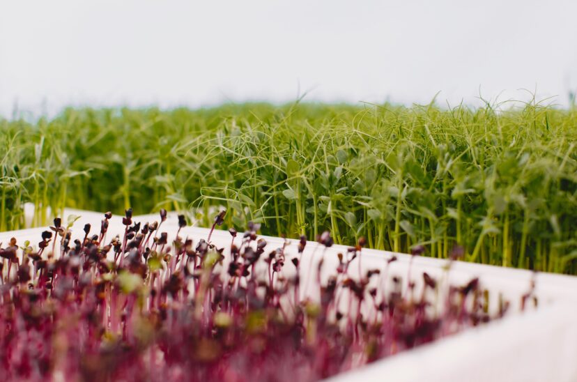 Microgreens