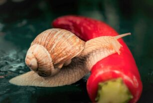caracol