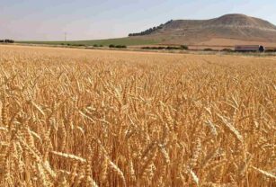sistema-alimentario-regenerativo-Nestlé