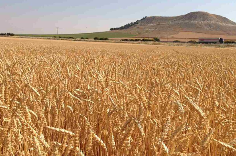 sistema-alimentario-regenerativo-Nestlé