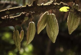 Agricultura-regenerativa-Nestlé
