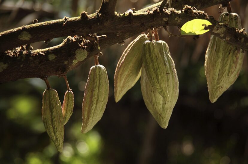 Agricultura-regenerativa-Nestlé