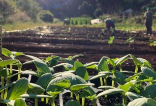 Agroecología-principal