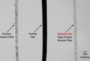 fibras-musculares