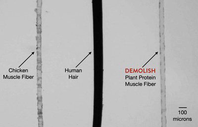 fibras-musculares