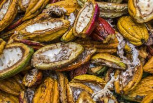 cacao
