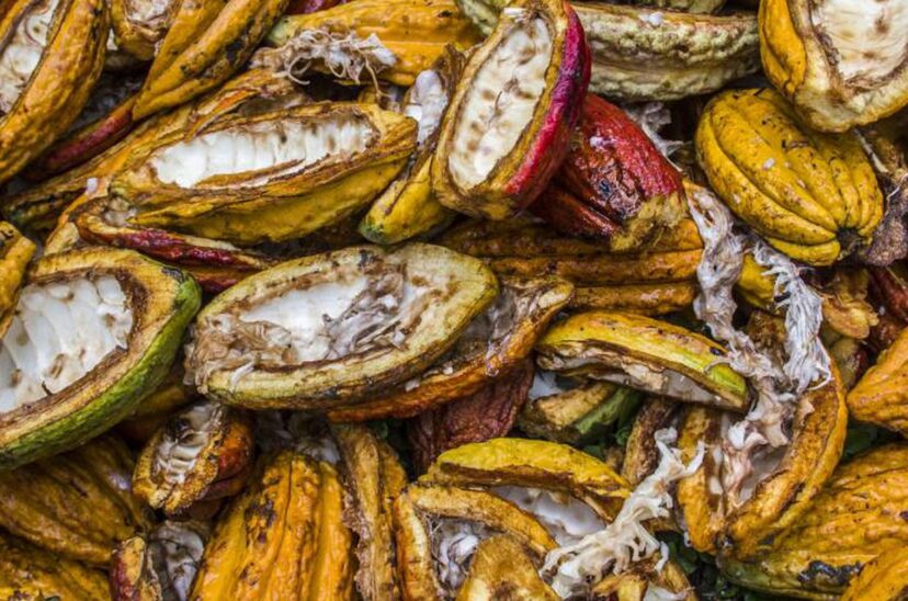 cacao