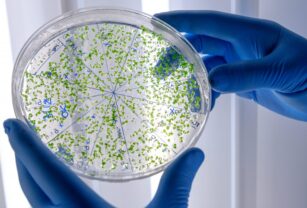 bacterias-salmonella