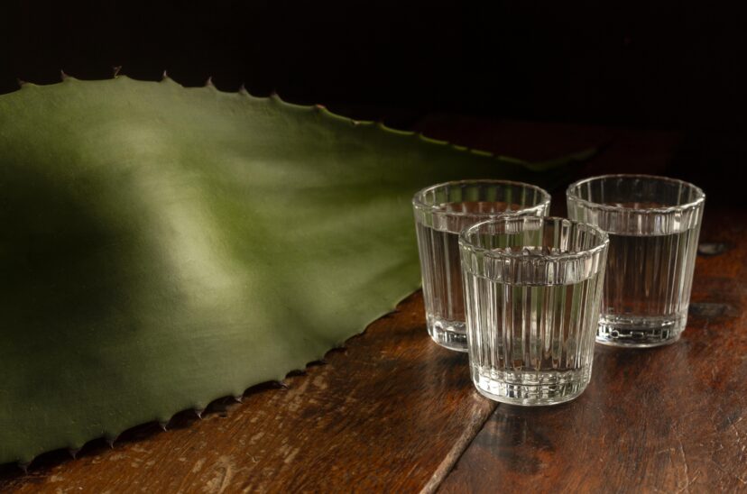 cultivo-agave