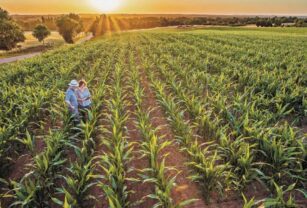 sector-agricola