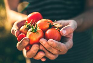 fssc-22000-tomates