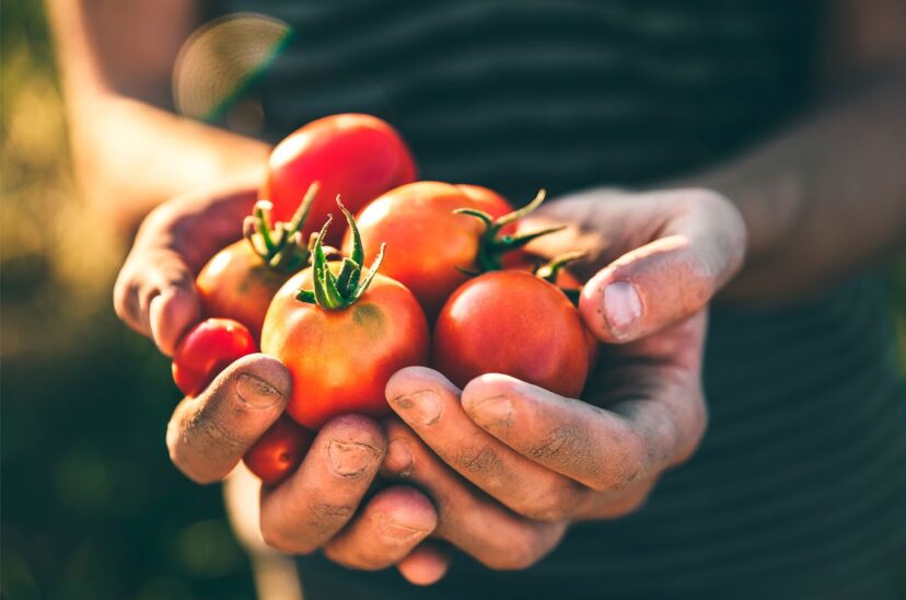 fssc-22000-tomates