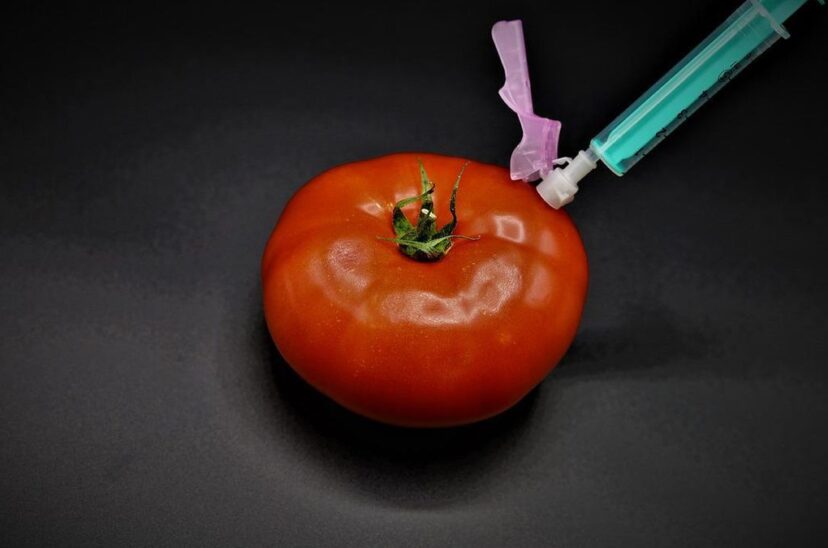 tomate modificado genéticamente rico en vitamina D