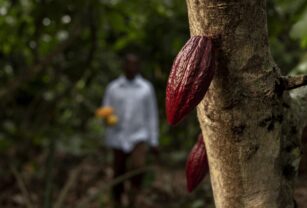 Cacao